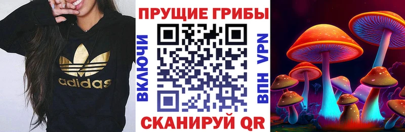 как найти   Вытегра  Галлюциногенные грибы GOLDEN TEACHER 